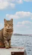 Ylvi, die Bürokatze der Immobilienwerft