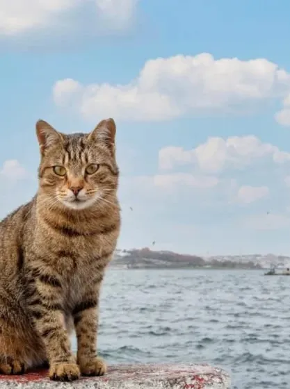 Ylvi, die Bürokatze der Immobilienwerft